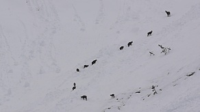 Gemsen im Schnee